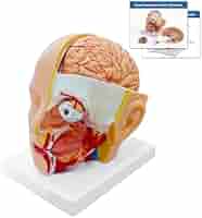 Amazon.com: JNMFTD Human Head with Brain Anatomy Model,4