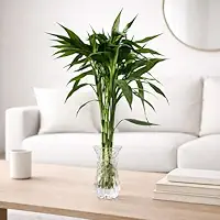 Bambu da Sorte Natural Kit 7 Hastes 35–40cm | Planta Decorativa para Casa, Escritório e Feng Shui
