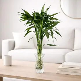 Bambu da Sorte Natural Kit 7 Hastes 35–40cm | Planta Decorativa para Casa, Escritório e Feng Shui