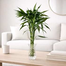 Bambu da Sorte Natural Kit 7 Hastes 35–40cm | Planta Decorativa para Casa, Escritório e Feng Shui