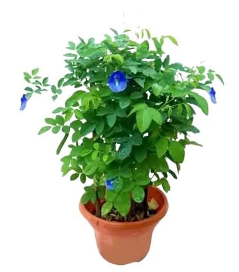 Guruji Plantation Real Live Blue Aparajita Pigeonwings Butterfly Pea Medicinal Flower Asian 1 Herbal Plants (Healthy Plant) With Pot (B0C8FWRBRW) Amazon Price History, Amazon Price Tracker