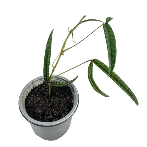 LEAL PLANTS ECUADOR Anthurium Cutucuense| Exotic Green Indoor Houseplant | Rare Anthurium Live Plant for Home Decor | Low Maintenance Tropical Plant for Living Room | Unique Heart-Shaped Foliage