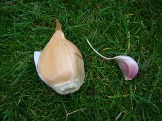 Best food & Supplements - Elephant Garlic 2 Huge Bulbs Review