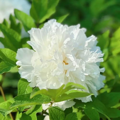 Peony Bulbs, naturalized Garden Plant, Meadow Landscaping, Wildflower Garden Accent, Informal Growth 2pcs