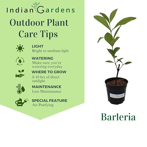 Image of Indian Gardens - Purple Colour Barleria cristata /Decemeber flower plant with 6 inch Black Pot