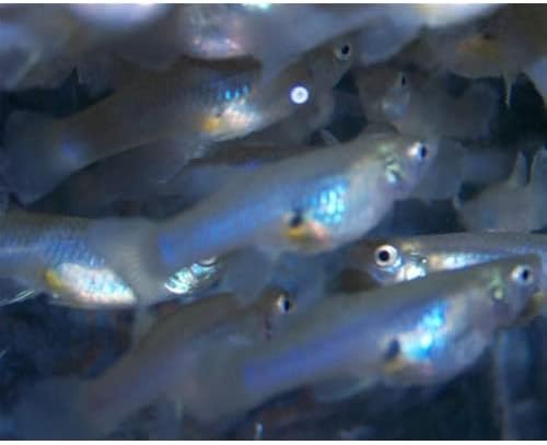 Family of 50 Gambusia Affinis - Mosquito Fish for Aquarium, Pond or Tank