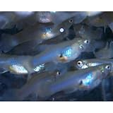 Family of (100) Gambusia Affinis - Mosquito Fish - Live Fish for Aquarium Pond or Fish Tank