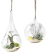 Mkono 2 Pack Glass Hanging Planter Air Fern Holder Terrarium Plants Hanger Vase Home Christmas De...