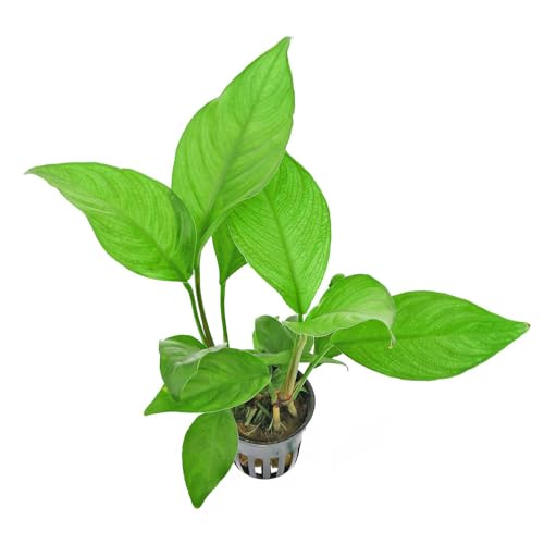 AquaBreedingSkill Anubias Heterophylla – plante d’aquarium vivante pour eau douce, plante verte décorative pour aquarium, idéale pour poissons et crevettes – avec passeport phytosanitaire