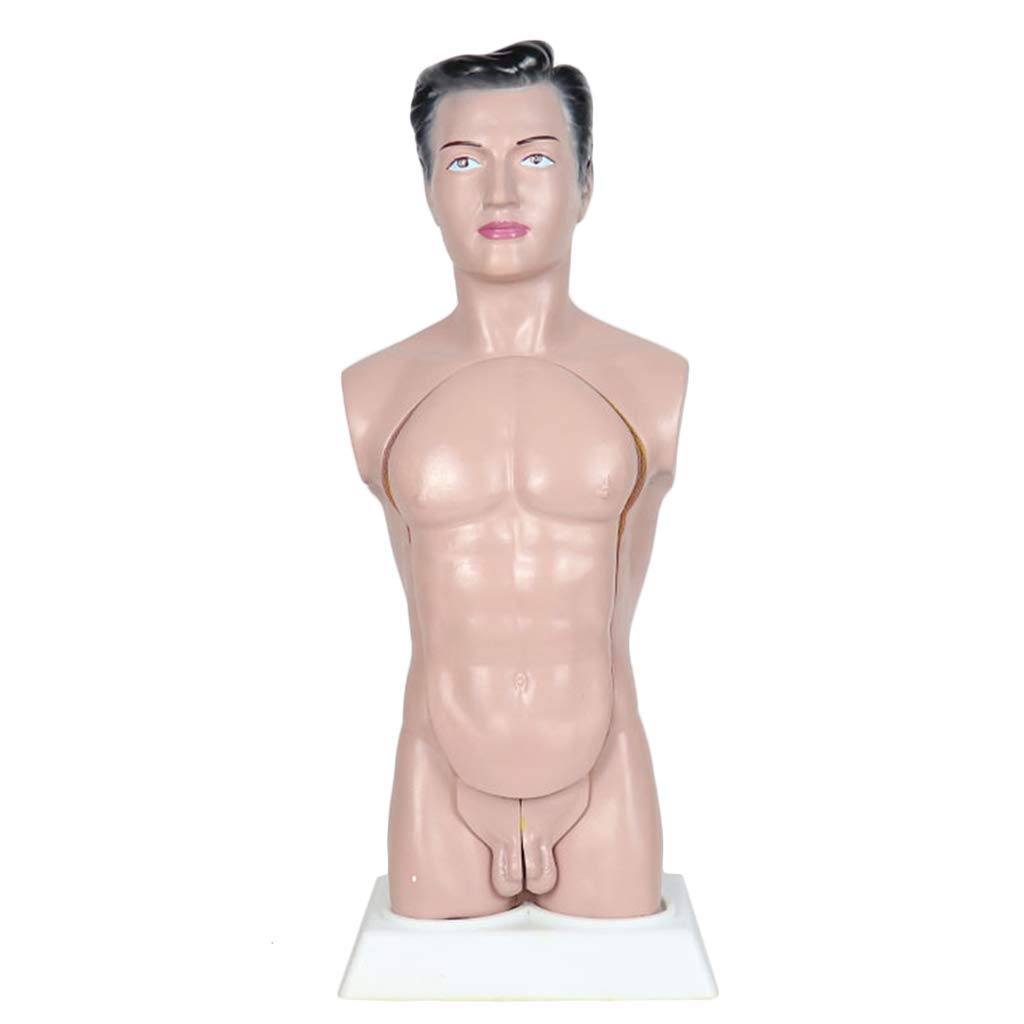 Modello anatomico di Torso Umano -45 cm Modello di Torso Maschile Modello di apparato digerente Staccabile con Copertura Toracica - per Modello didattico con Display da Studio