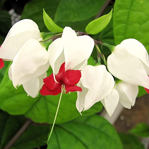 Bleeding Heart Vine Seeds Glory Bower, Clerodendrum Thomsoniae Perennial Tender Fast-Growing Tropical Climbing Vine Evergreen Outdoor Border Bed Garden 20Pcs By Yegaol Garden #TOP5