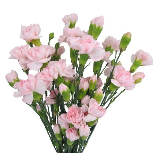 Ramo de Claveles Naturales Flores Frescas Color Rosa Ramo con 50 Flores de Temporada