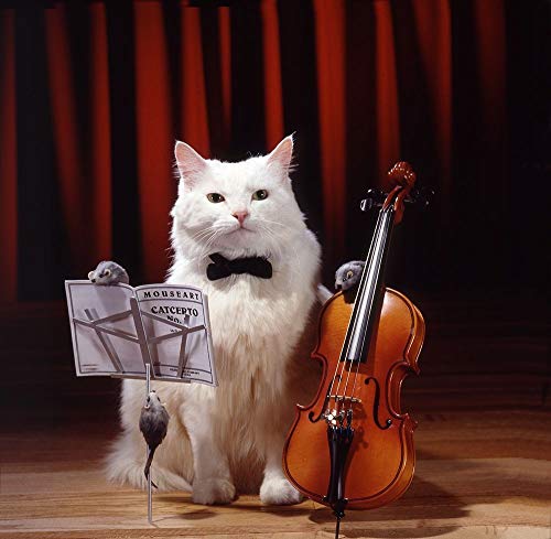 Affiche sur toile encadrée violon chat, une touche de poésie Patrick Hoenderkamp