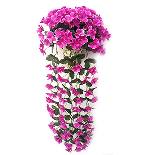 10 Best creeper plants for balcony Reviews (2022) Best