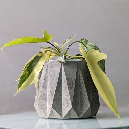 Image of Little Jungle X CuteCrete Sage Concrete Planter For 3 inch - 4 inch Pots (Grey) | | flower pots for home decoration | Balcony Decor | Garden