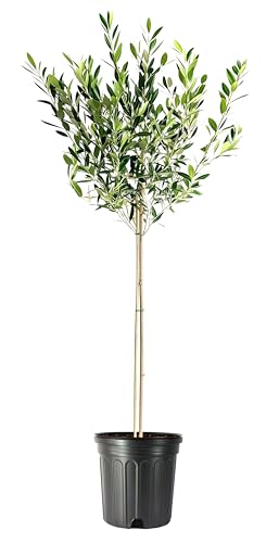 Arbequina Olive Tree | 1 Extra Large 3 Gallon Plant | Olea Europaea | Fast Growing, High-Yielding, Home Garden Favorite, Evergreen, Mediterranean Climate, Self-Pollinating, Aromatic Leaves, Easy Care