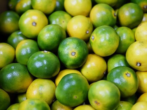 a̎RY Lc݂ iɑj Gi 2S?STCY 10kg ij Y uh ݂