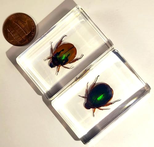 Image of Pair 44mm Real Christmas Beetles in Crystal Clear Lucite Resin Specimen Orange Green Preserved Various Animal Insect Bug Taxidermy Collection for Biology Science Education & Desk Ornament Display