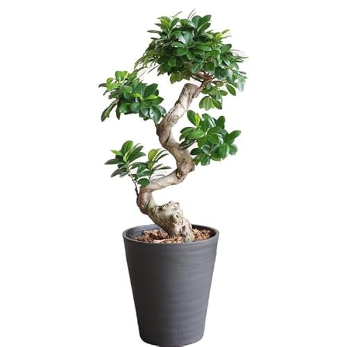 観葉植物 ガジュマル 昇り竜」の人気商品一覧 | 安い商品を通販サイト