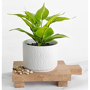 Kurrajong Farmhouse Fake pothos Plant for Office Decor | Faux Ivy Desk Plant | Artificial pothos Plant with White Ceramic Pot | Artificial Plant Indoor | Fake Plant for Desk Decor Kurrajong Farmhouse Fake pothos Plant for Office Decor Faux Ivy Desk Plant Artificial pothos Plant with White Ceramic Pot Artificial Plant Indoor Fake Plant for Desk Decor