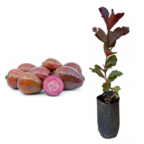 AMK Jardinagem e Paisagismo, Muda de Goiaba Roxa 20 a 40cm AMK - Plantas Online