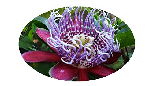 Quadrangularis Tropical Passion Flower Vine Live Plant Passiflora Giant Grandilla Unusual Purple Red Flower Starter Size 4 Inch Pot #TOP1