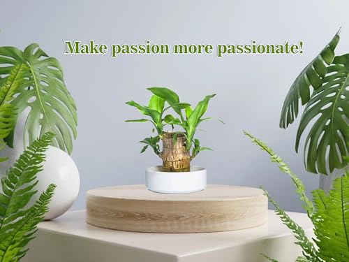 Listado y reviews de Tronco brasil los más recomendados. 26 Imagen adicional