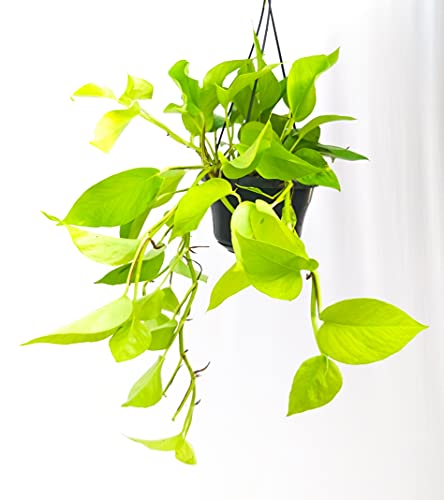 POWERS TO FLOWERS - POTHOS NEON BASKET, piante vere