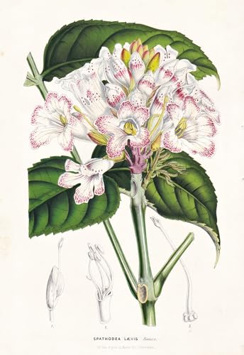 Spathodea Laevis - Sierra Leone Blume flower flowers Blume Botanik botanical botany