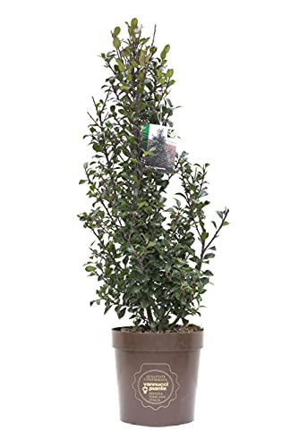 Ilex x meserveae 'Heckenstar', Agrifoglio, Pianta vera in vaso Vannucci Piante, Pianta da terrazzo (cod. 5) (1x)