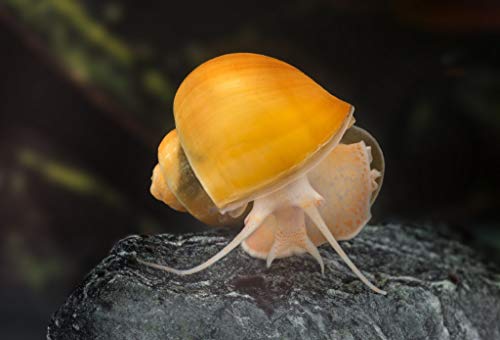 ABF Aquatic Freshwater Snail Food Mix #2 with Calcium- Heat Sealed for Freshness Snail,Shrimp & Crayfish Food - ABF2 (1oz Sample) - 24HR Ship