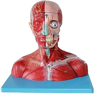 Study Model Educational Dolls Head and Neck with Vessels, Nerves and Brain, Plastic Human Body Muscle Anatomical Model Human Anatomy Science Models SaiFei