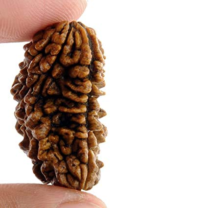 Image of Vado Certified 1 Mukhi Rudraksha with Authentic Lab Certificate Genuine Half-moon Indian Kaju Dana Natural Beads (1 Mukhi)