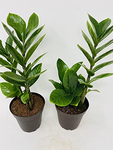 Jm Bamboo Two Zz Plant - Zamioculcas Zamiifolia - 4'' Pot Only From Jm Bamboo thumb #1