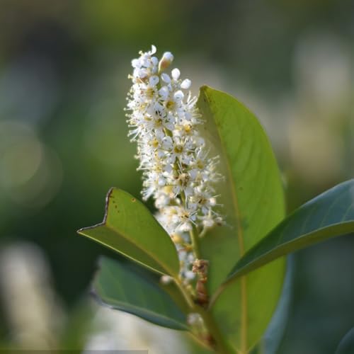 semi di lauroceraso - resistenti biologici interno giardino autunnali aiuola rialzata balcone 300pcs