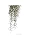 Askoll 281677 Pflanze exoterra Plant Spanish Moss groß