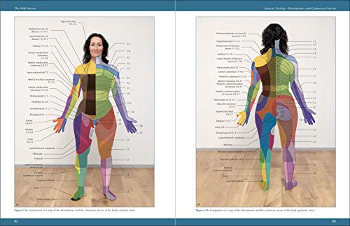 The Vital Nerves: A Practical Guide for Physical Therapists