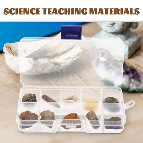 ​​iplusmile 10 Stück Fossilien Sammlung Set: Paläontologie Kit mit Haifischzahn, Ammonit, Trilobit und Orthoceras - Ideal für Dekoration, Bildung und Fossiliensammlung​​