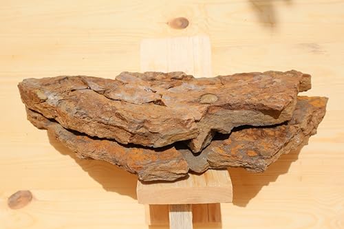 Fossile d'étoiles de mer Ordovicien Ophiura échinoderme Maroc - 3