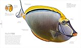 The Science of the Ocean: The Secrets of the Seas Revealed (DK Secret World Encyclopedias) - Image 8