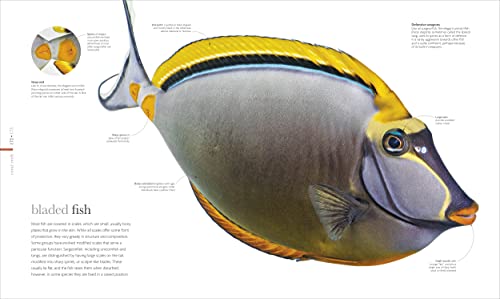 The Science of the Ocean: The Secrets of the Seas Revealed
