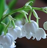 El lirio de los valles y la lila no se pueden juntar, de lo contrario, la flor de la lila se marchitará rápidamente.