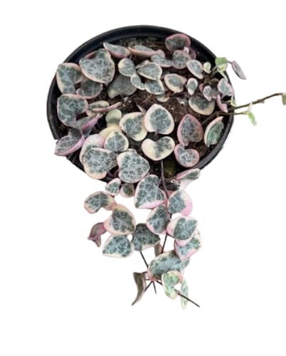 Live Succulent 4" Variegated String of Hearts, Succulents Plants Live,