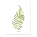 Produktbild Wee Blue Coo Fern Polypodium Alpestre Large Framed Art Print Wall Poster 18x24 inch Wand