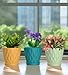 SQKH 4 Inch Plant Pots, 6 Pack Indoor Flower Pots, Planters with Drainage Holes and Trays for Orchids, Violets, Succulents, Herbs, and Other Plants,Corolful