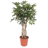 Schefflera Arboricola Compacta tronco intrecciato - 140 cm - ø30