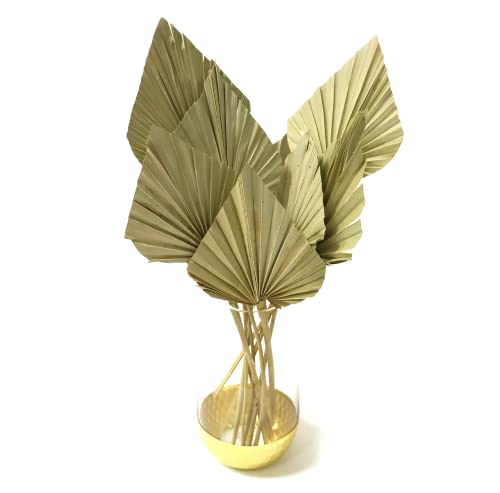 Palmwedel Getrocknet - Palmblatt Speer 10 Stück in Natur Grün - Trockenblumen für Hochzeit Deko und Trockenstrauß Cover