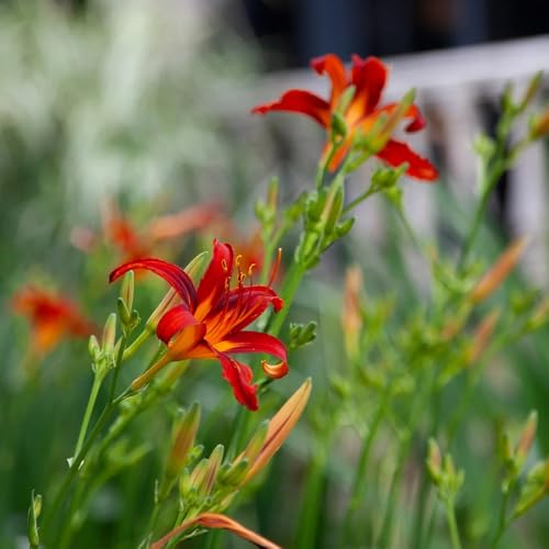 Semillas de azucenas, Las perennes son perennes resistentes. Hemerocallis fulva, silvestres 250pcs
