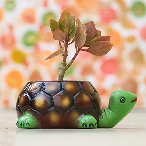 Lasaki Tortoise Big Ceramic Pots for Indoor Plants,Planters,Flower pots,gamla for Indoor,Outdoor,Balcony,Home,Garden,Office Decor,Succulent Pot (Hand Painted Green Neck)(L:19.5 cm, W:13.5 cm, H:7 cm)