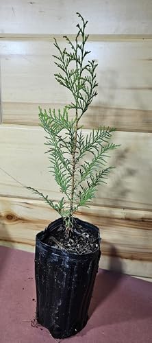 1 Live Potted Western Red Cedar Tree Privacy Screen Evergreen (Over 12 inches Tall)